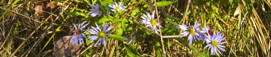 bbc_banner_asters_pan_ret1_resized