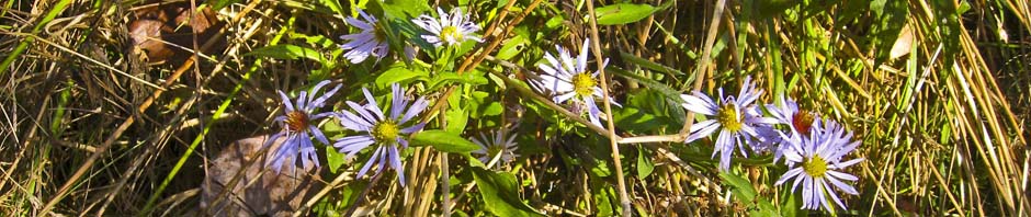 bbc_banner_asters_pan_ret1_resized