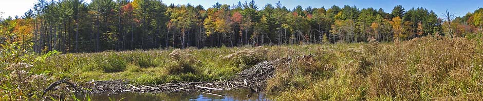bbc_banner_marsh_w_lodge_panorama_ret1_resized