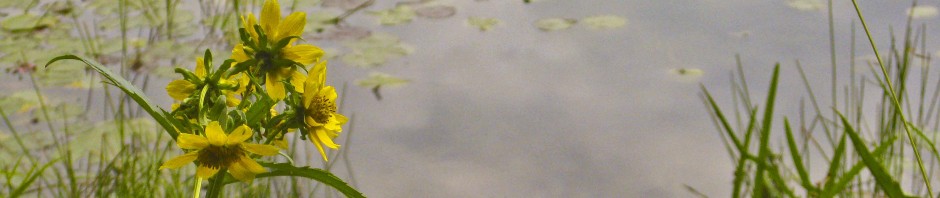 bbc_banner_yellow_flowers_pan_ret1_resized