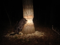 Beaver at night 3