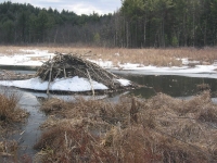 Beaver lodge