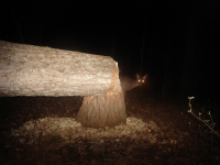 Beaver at night 2