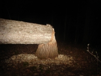 Beaver at night 1
