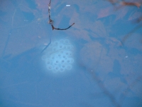 Spotted salamander eggs