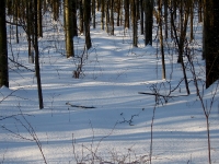 Winter woods scene