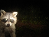 Racoon peeking