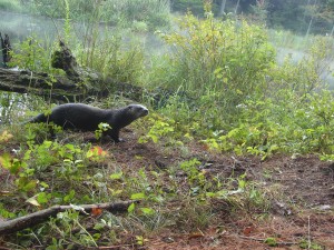 River Otter