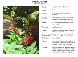 New Broad Brook Coalition Summer Wildflower Guide for Fitzgerald Lake